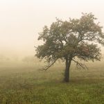 Baum im Nebel Landschaftsfotografie
