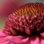 Blüte Makrofotografie