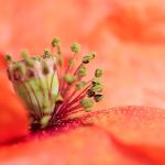 Blüteninneres Makrofotografie