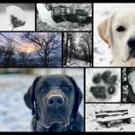 Collage Baby its cold outside Winter Hunde