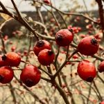 Hagebutten Makrofotografie