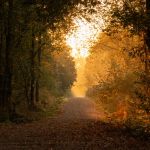 Herbstwald Weg ins Licht Landschaftsfotografie