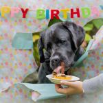 Labrador Geburtstagskuchen Tierfotografie