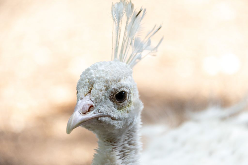 Weißer Pfau Tierfotografie