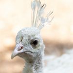 Weißer Pfau Tierfotografie