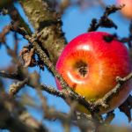 Produktfotografie Apfel