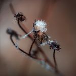 Makrofotografie Eisblume