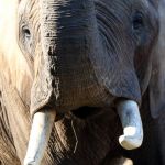 Elefant Tierfotografie