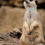 Erdmännchen Tierfotografie