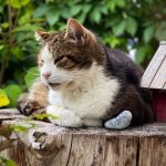 Katze auf Stamm Tierfotografie