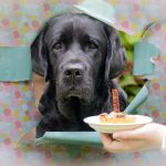 Labrador Geburtstag Tierfotografie