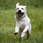 Labrador rennt Tierfotografie