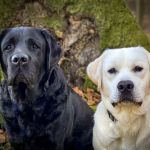 Labradore Tierfotografie