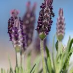 Makrofotografie Lavendel