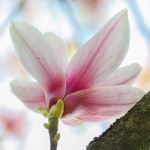 Makrofotografie Magnolie