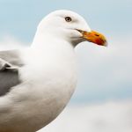 Möwe Tierfotografie
