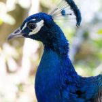 Blauer Pfau Tierfotografie