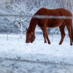 Pferd im Schnee Tierfotografie