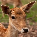 Reh Tierfotografie