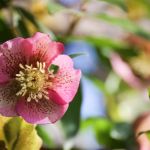 Makrofotografie Blüte