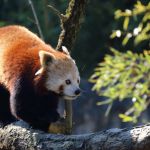 Roter Panda Tierfotografie
