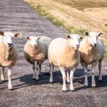 Schafe am Deich Tierfotografie