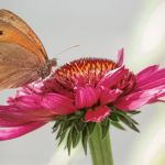 Makrofotografie Schmetterling