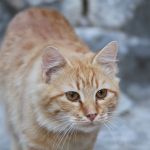 Tierfotografie Katze