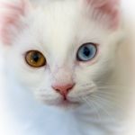 Tierfotografie Katze