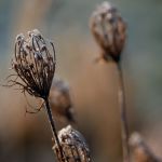 Makrofotografie Trockenblume