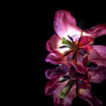 Makrofotografie Tulpe