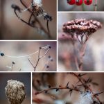 Winterblumen Collage